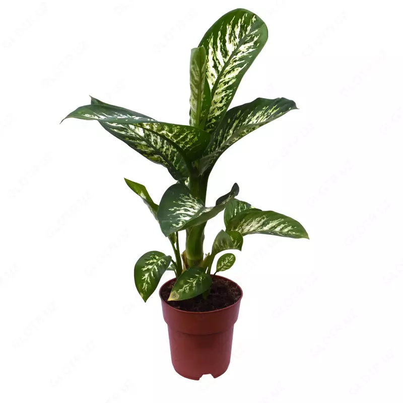 Диффенбахия Си Тропический Снег