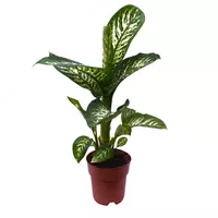 Диффенбахия Си Тропический Снег