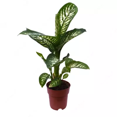 Диффенбахия Си Тропический Снег