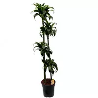 Драцена Комп. Дорадо