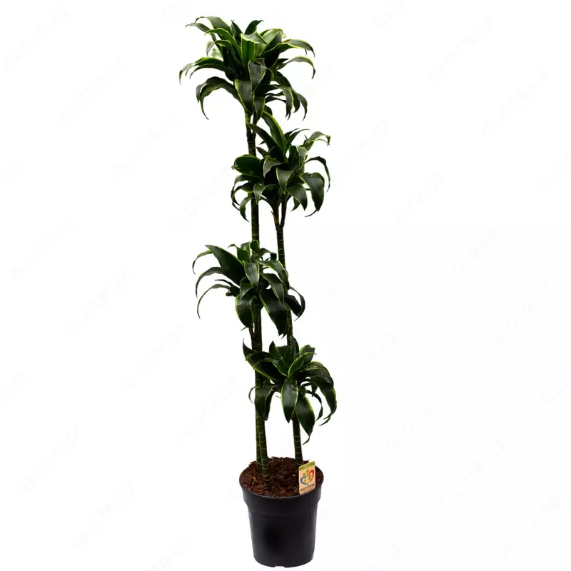 Драцена Комп. Дорадо