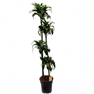 Драцена Комп. Дорадо