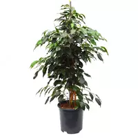 Фикус Бенджамина Даниэль