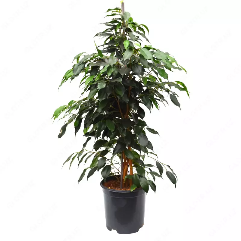 Фикус Бенджамина Даниэль