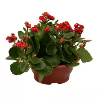 Каланхоэ Блоссфельдское