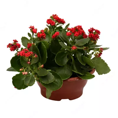 Каланхоэ Блоссфельдское