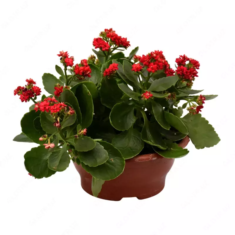 Каланхоэ Блоссфельдское