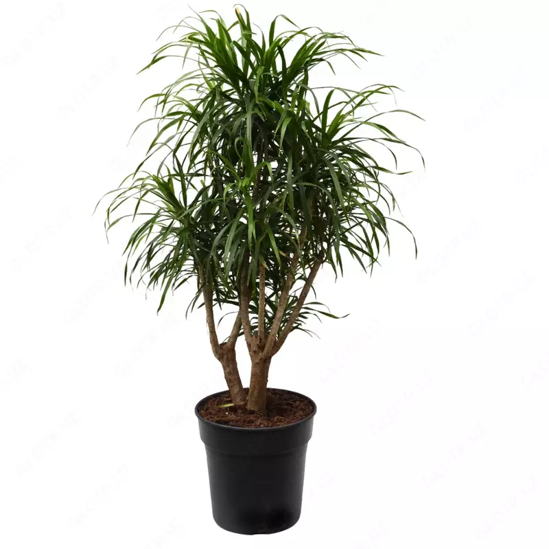 Dracaena fragrans 'Anita'
