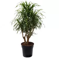 Dracaena fragrans 'Anita'