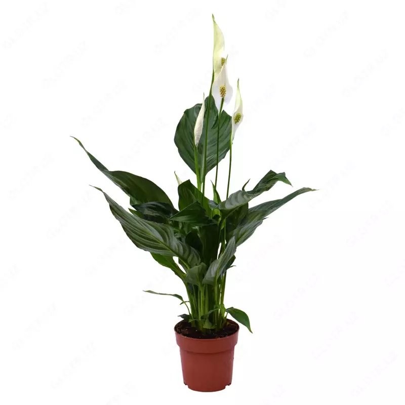 Спатифиллум Свит Рикардо