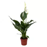 Спатифиллум Свит Рикардо