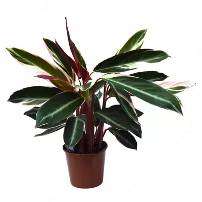 Строманта Триостар