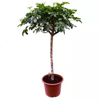 Шеффлера Арборикола Компакта