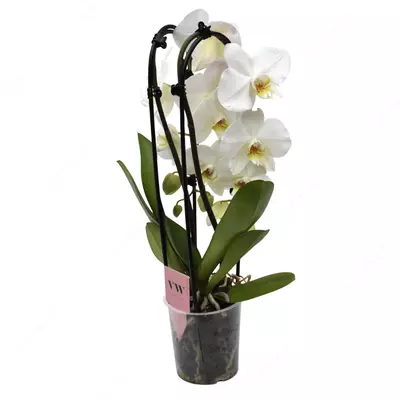 Орхидея Микс