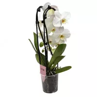 Орхидея Микс