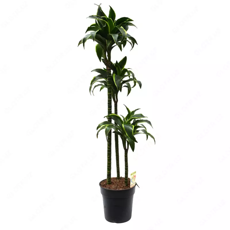 Драцена Дорадо Бренчед