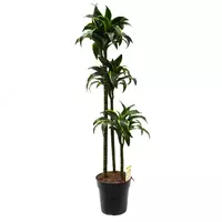 Драцена Дорадо Бренчед