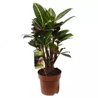 Codiaeum Variegatum 'Petra'