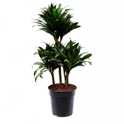 Драцена Компакта