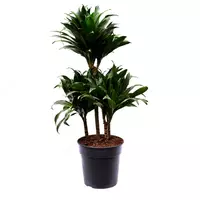 Драцена Компакта