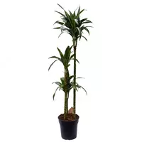 Драцена Компакта Дорадо