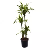 Dracaena Fragrans 'Lemon Lime'