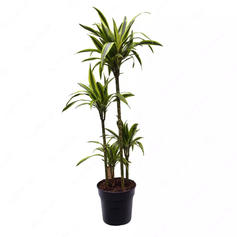 Dracaena Fragrans 'Lemon Lime'