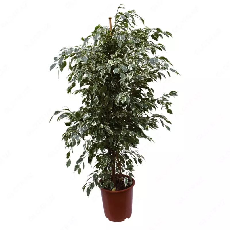 Фикус Бенджамина Даниэль