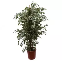 Фикус Бенджамина Даниэль