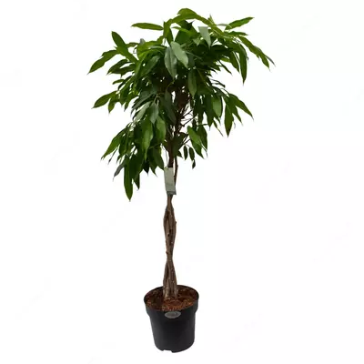 Фикус Бенджамина Даниэль