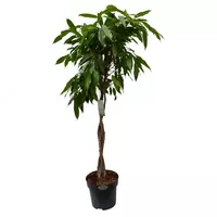 Фикус Бенджамина Даниэль