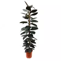 Ficus Elastica 'Robusta'