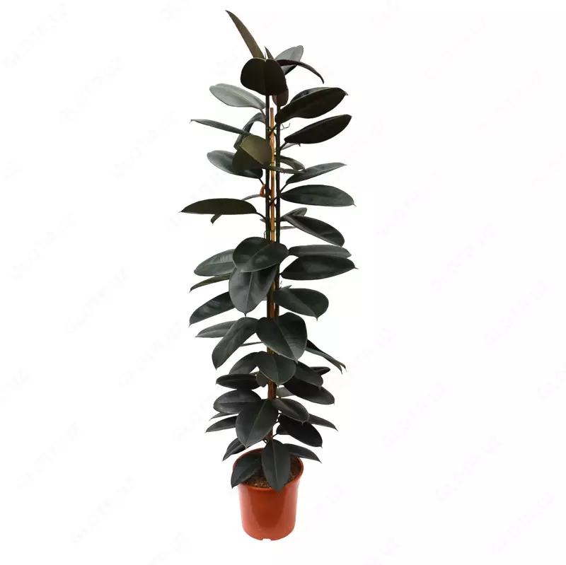 Ficus Elastica 'Robusta'