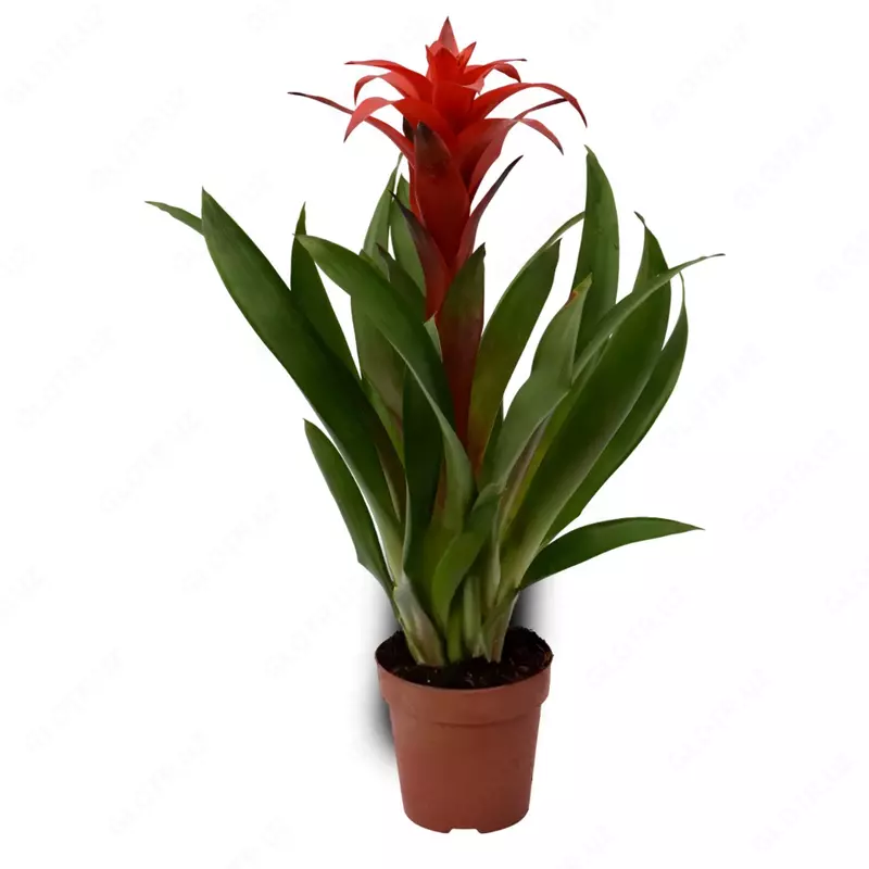 Гузмания Хоуп