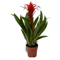 Гузмания Хоуп