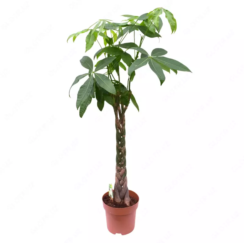 Пахира Водная