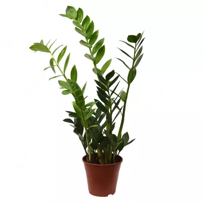 Замиокулькас Зензи