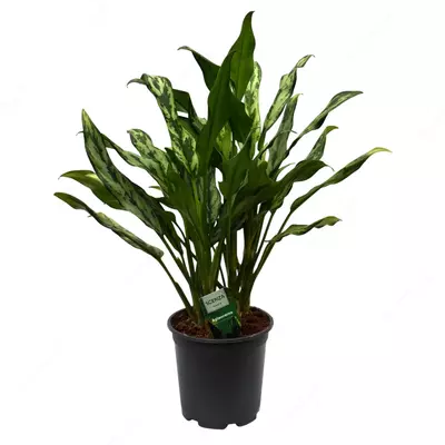 Аглаонема Гибридная Голден Мадонна