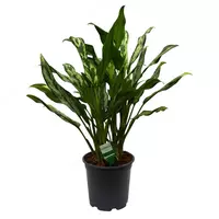 Аглаонема Гибридная Голден Мадонна