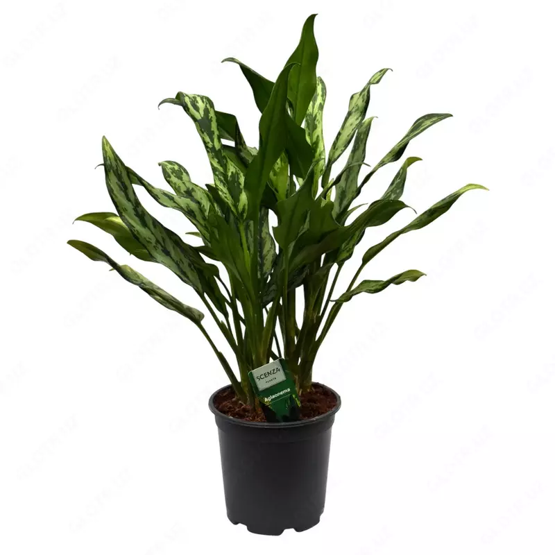 Аглаонема Гибридная Голден Мадонна