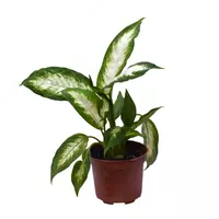 Диффенбахия Гибридная Камилла