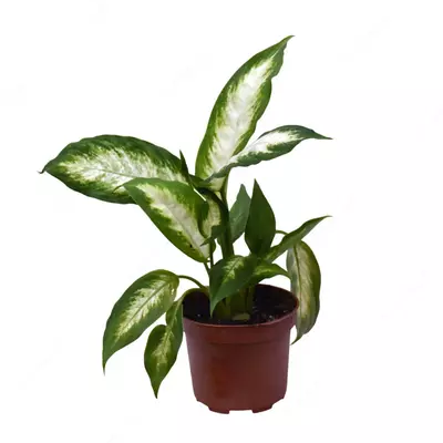 Диффенбахия Гибридная Камилла