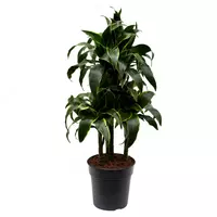 Драцена Фрагранс Компакта Микс