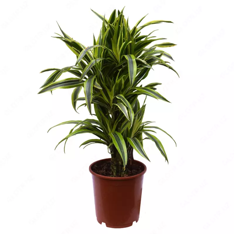 Драцена Фрагранс Лимон Лайм