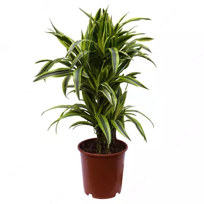 Драцена Фрагранс Лимон Лайм