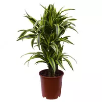 Драцена Фрагранс Лимон Лайм