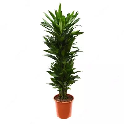 Драцена Фрагранс Микс Пер Кар