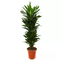 Драцена Фрагранс Микс Пер Кар