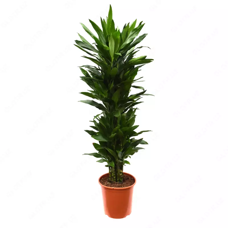 Драцена Фрагранс Микс Пер Кар