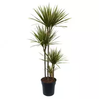 Драцена Маргината Карроусель